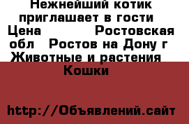 Нежнейший котик приглашает в гости › Цена ­ 2 000 - Ростовская обл., Ростов-на-Дону г. Животные и растения » Кошки   